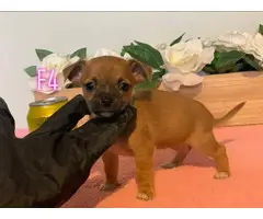 4 Chiweenie puppies for sale - 8