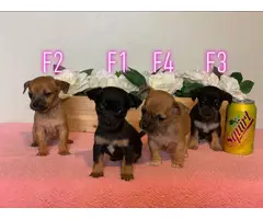 4 Chiweenie puppies for sale - 9