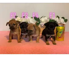4 Chiweenie puppies for sale - 10