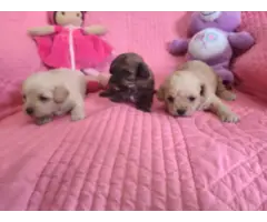 5 Shihpoo puppies needing loving homes