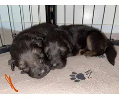 German shepherd puppies for sale - 9
