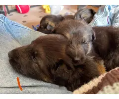 German shepherd puppies for sale - 10