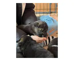 German shepherd puppies for sale - 11