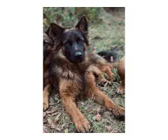 German shepherd puppies for sale - 15