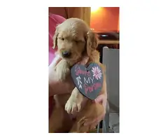 AKC Golden Retriever Pups for Sale - 3