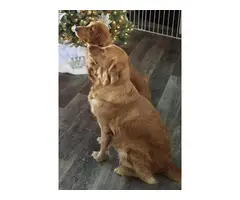 AKC Golden Retriever Pups for Sale - 6