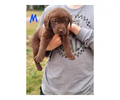 6 AKC registered full-blooded American Chocolate Lab puppies for sale