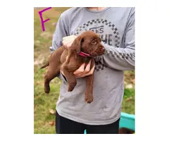 6 AKC registered full-blooded American Chocolate Lab puppies for sale - 2