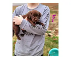 6 AKC registered full-blooded American Chocolate Lab puppies for sale - 3