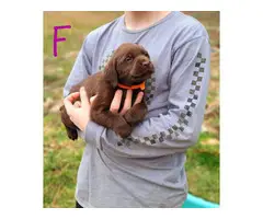 6 AKC registered full-blooded American Chocolate Lab puppies for sale - 4