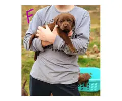 6 AKC registered full-blooded American Chocolate Lab puppies for sale - 5