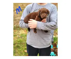 6 AKC registered full-blooded American Chocolate Lab puppies for sale - 6