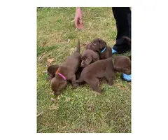 6 AKC registered full-blooded American Chocolate Lab puppies for sale - 7