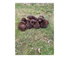 6 AKC registered full-blooded American Chocolate Lab puppies for sale - 8