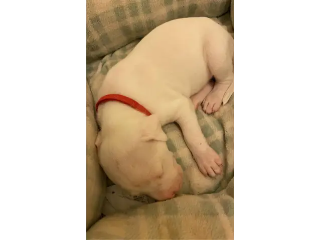 Sweet AKC Dogo Argentino puppies - 1/15