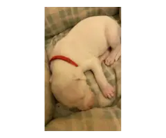 Sweet AKC Dogo Argentino puppies