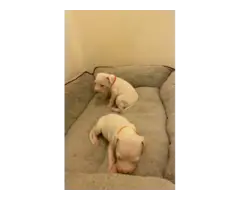 Sweet AKC Dogo Argentino puppies - 2