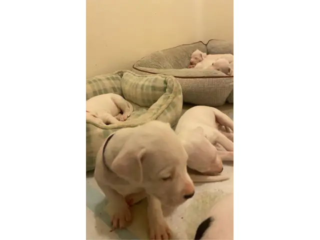 Sweet AKC Dogo Argentino puppies - 3/15