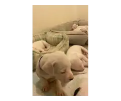 Sweet AKC Dogo Argentino puppies - 3