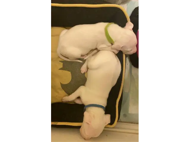 Sweet AKC Dogo Argentino puppies - 4/15