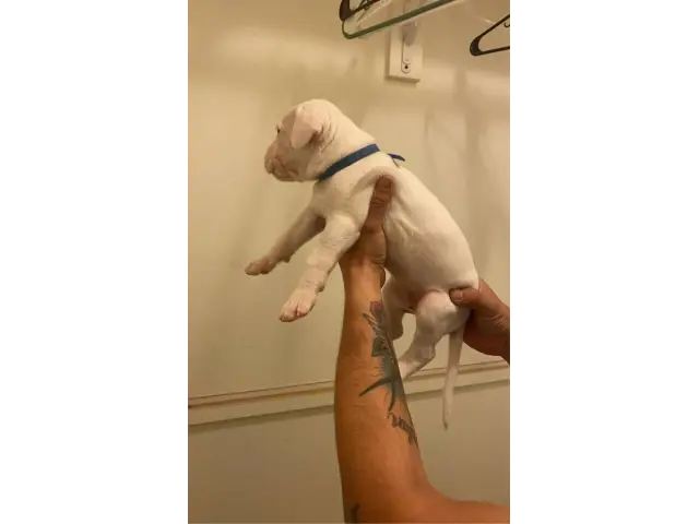Sweet AKC Dogo Argentino puppies - 7/15