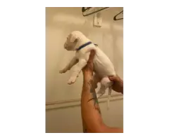 Sweet AKC Dogo Argentino puppies - 7