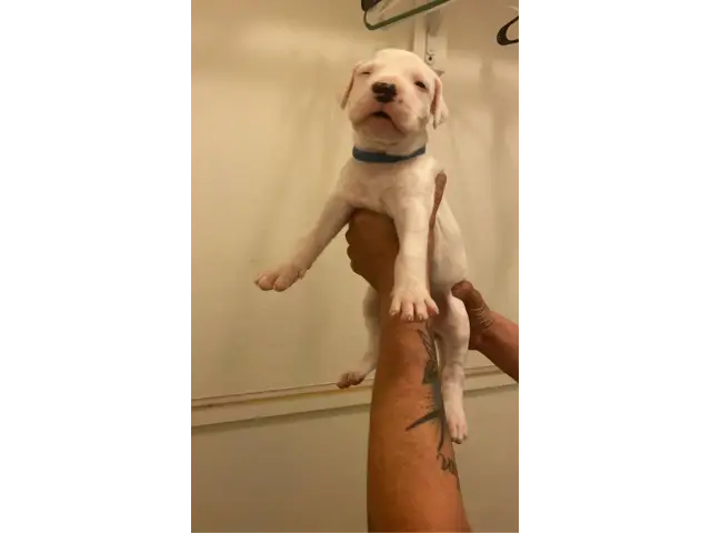 Sweet AKC Dogo Argentino puppies - 8/15