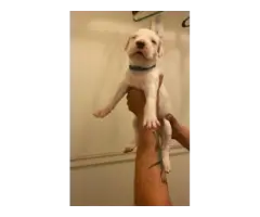 Sweet AKC Dogo Argentino puppies - 8