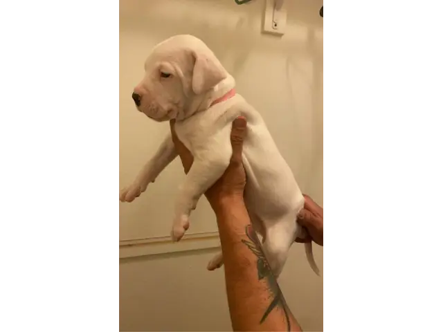 Sweet AKC Dogo Argentino puppies - 9/15
