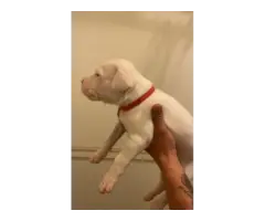 Sweet AKC Dogo Argentino puppies - 10