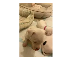 Sweet AKC Dogo Argentino puppies - 12