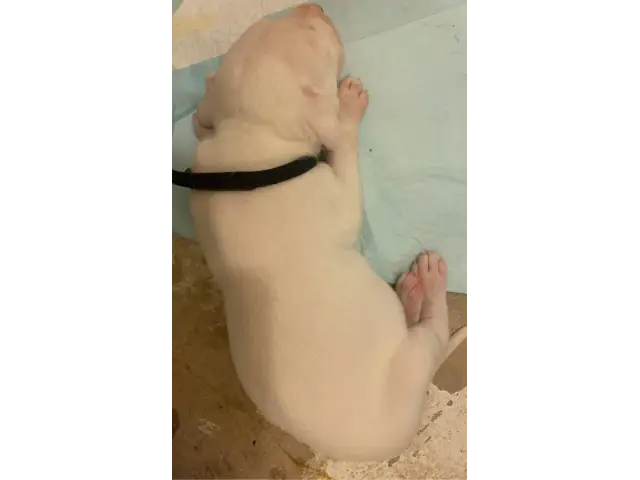 Sweet AKC Dogo Argentino puppies - 15/15