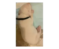 Sweet AKC Dogo Argentino puppies - 15