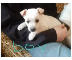 Jack Russell Fiest Puppies