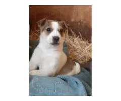 Jack Russell Fiest Puppies - 3