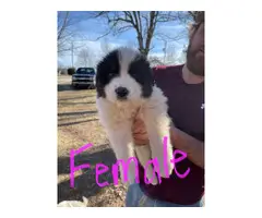 Great Pyrenees LGD puppies for sale