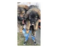 AKC male German Shepherd puppies