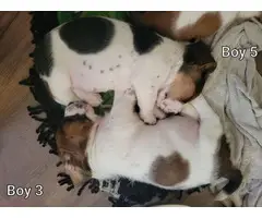 4 APRI Bassett Hound Puppies - 3