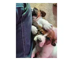 4 APRI Bassett Hound Puppies - 4