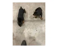 3 black and tan male Doberman puppies - 2