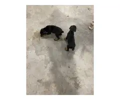 3 black and tan male Doberman puppies - 4