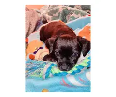 Chihuahua puppy - 2