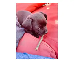 Chihuahua puppy - 3