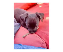 Chihuahua puppy - 4