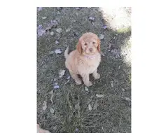 Mini Labradoodle puppy - 3