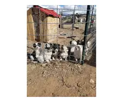 Border Collie puppies farm dogs - 2