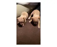 Chihuahua Puppies - 2