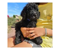 3 black male standard poodle puppies available