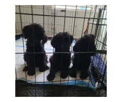 3 black male standard poodle puppies available - 4