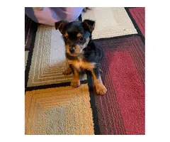 Chorkie puppy need a loving home